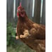 Fist Chicken 1Pcs Baby Chicken Fist Chicken Strong Chicken Arms Made in Texas U