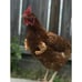 Fist Chicken 1Pcs Baby Chicken Fist Chicken Strong Chicken Arms Made in Texas U