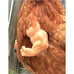 Fist Chicken 1Pcs Baby Chicken Fist Chicken Strong Chicken Arms Made in Texas U