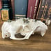 Groundhog Skull - Green Tourmaline & Quartz