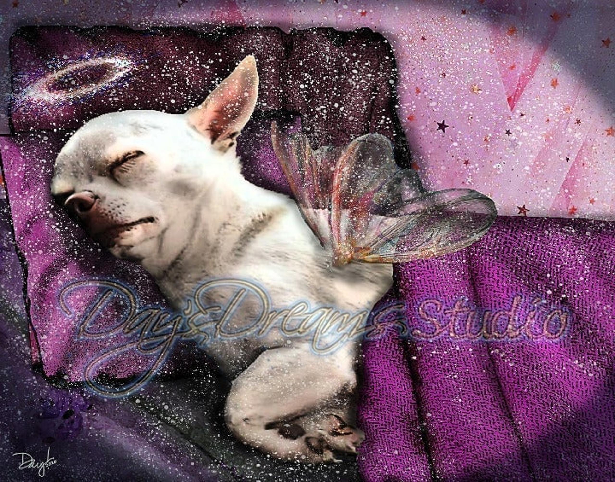 White Chihuahua Memorial Sympathy Tribute Sleeping Angel Wings Halo 8x10