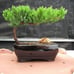 Juniper Bonsai Tree - Live Bonsai Tree - Great Starter Tree - Indoor Bonsai Gift