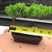 Juniper Bonsai Tree - Live Bonsai Tree - Great Starter Tree - Indoor Bonsai Gift