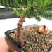 Juniper Bonsai Tree - Live Bonsai Tree - Great Starter Tree - Indoor Bonsai Gift