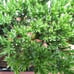 Juniper Bonsai Tree - Live Bonsai Tree - Great Starter Tree - Indoor Bonsai Gift