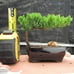 Juniper Bonsai Tree - Live Bonsai Tree - Great Starter Tree - Indoor Bonsai Gift
