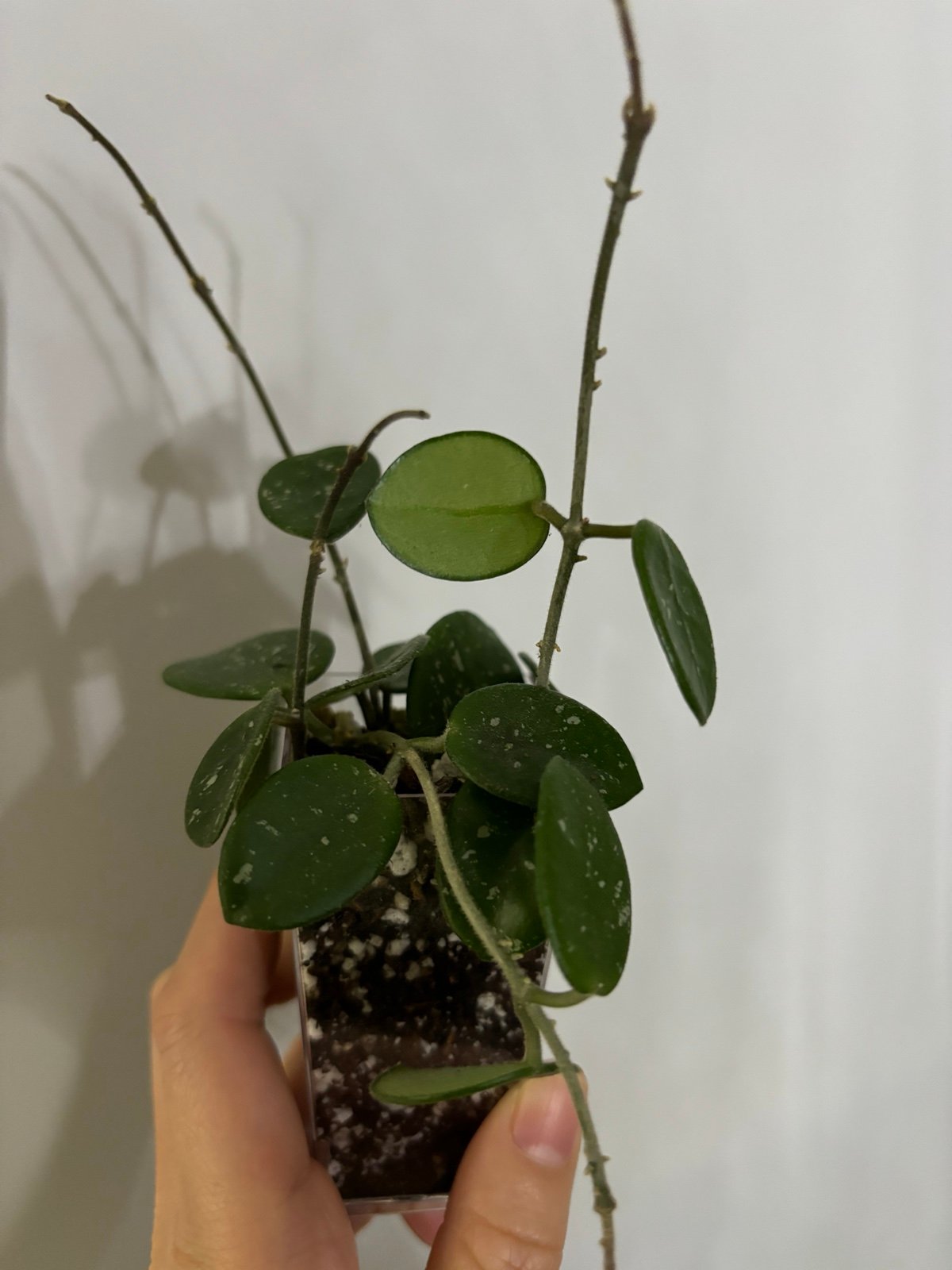 Hoya Mathilde Splash