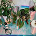 Large Potting Tarp/ Potting Mat/ Repotting Tarp for indoor plants