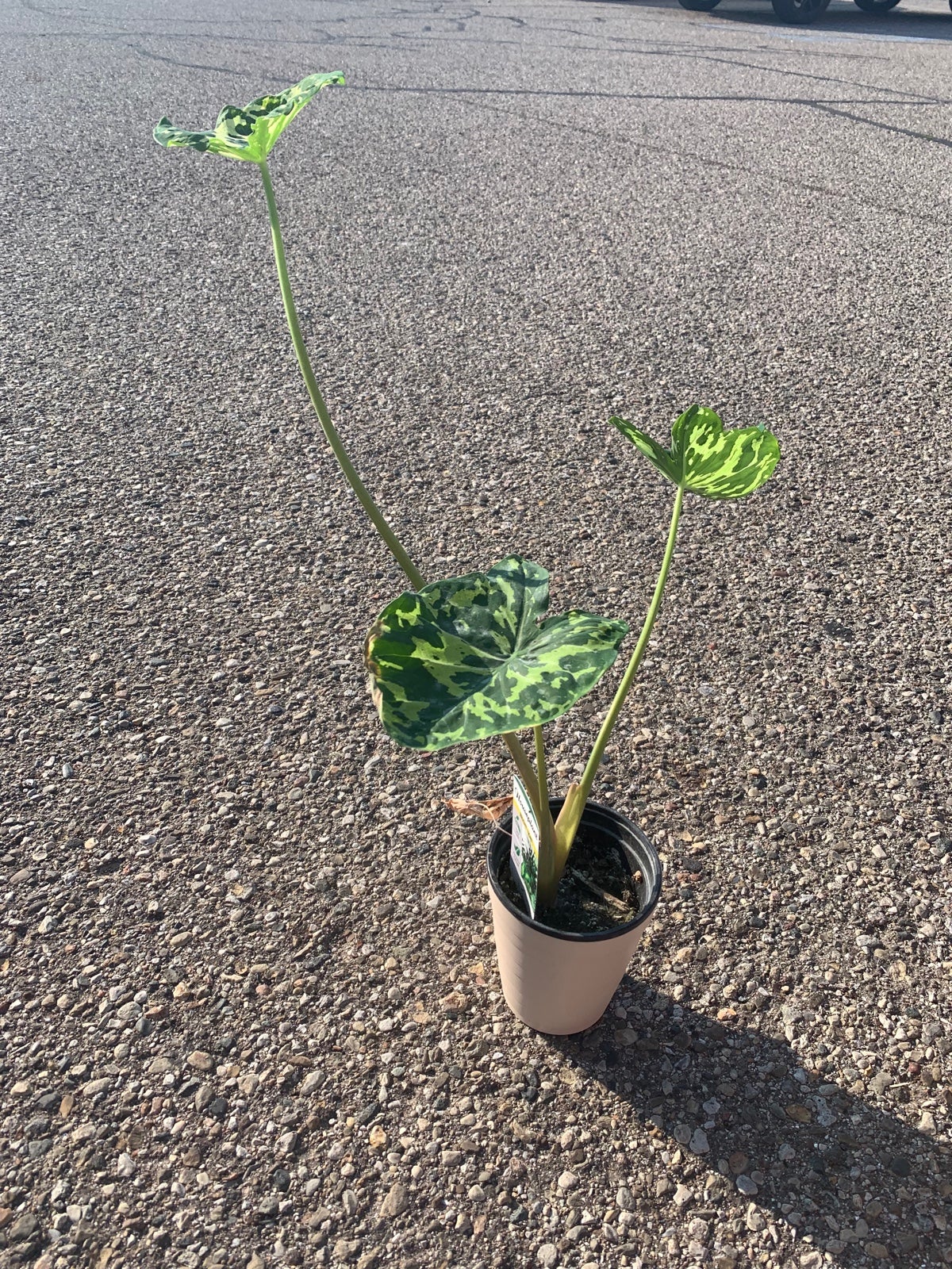 alocasia Hilo beauty in 4 inch pot