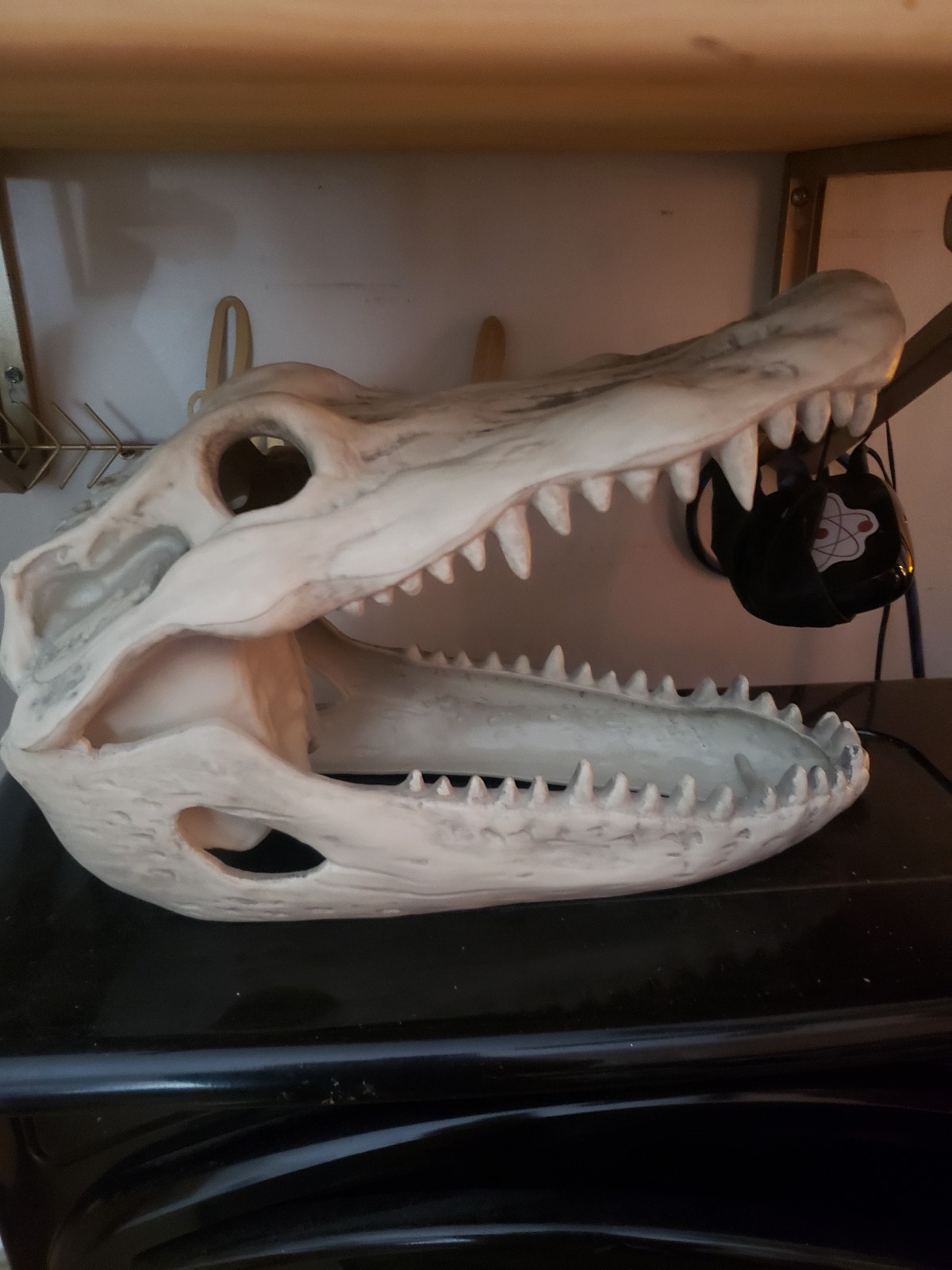 Polymer life size alligator skull