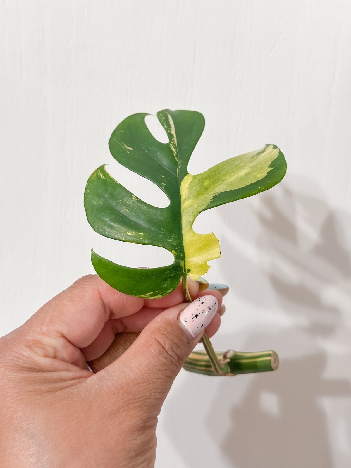 Variegated Mini Monstera