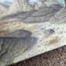 The Brave Little Tailor Hardcover OUT OF PRINT Olga Dugina Andrej Dugin