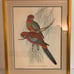 Platycercus Pennantii, J Gould H C Richter, del et lith Hullmandel & Walton Imp