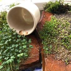 Grow your own Archeological Site