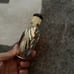 Victoria’s Secret rapture perfume-1.7 fl oz, rare