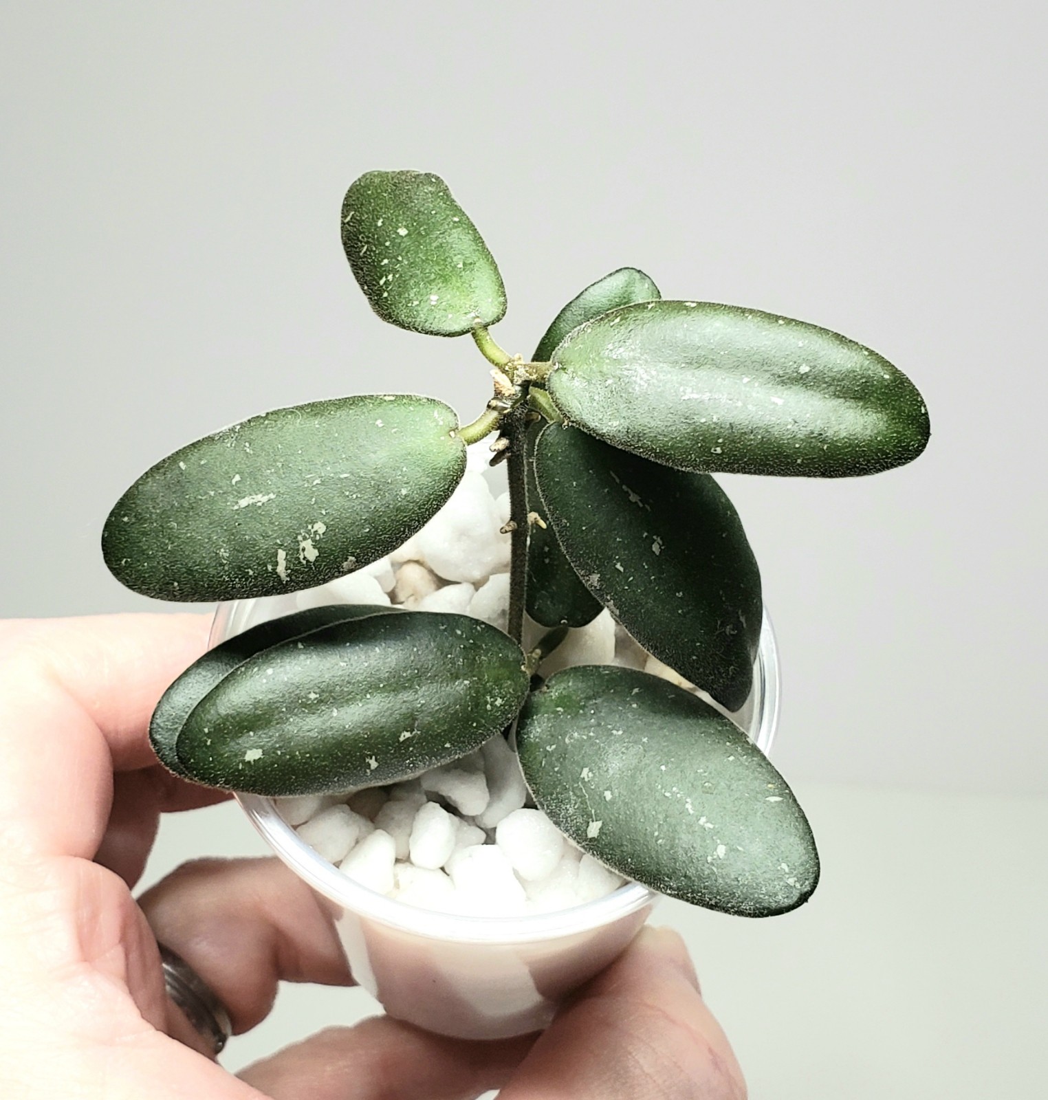Hoya GPS 7240