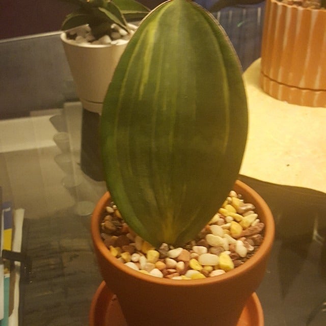 Variegated whale fin, live plant. GQ