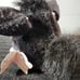 1998 Tiger FURBY Black/Brown Eyes W/Tag Tested Works