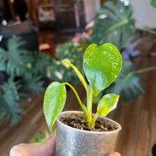 Monstera mint UPS 2 day included!!!!
