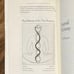 The Magdalen Manuscript - Tom Kenyon & Judi Sion (1st edition) ORB, 2002