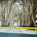 Into the forest wall printed painting hanging decor for wall