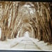 Into the forest wall printed painting hanging decor for wall