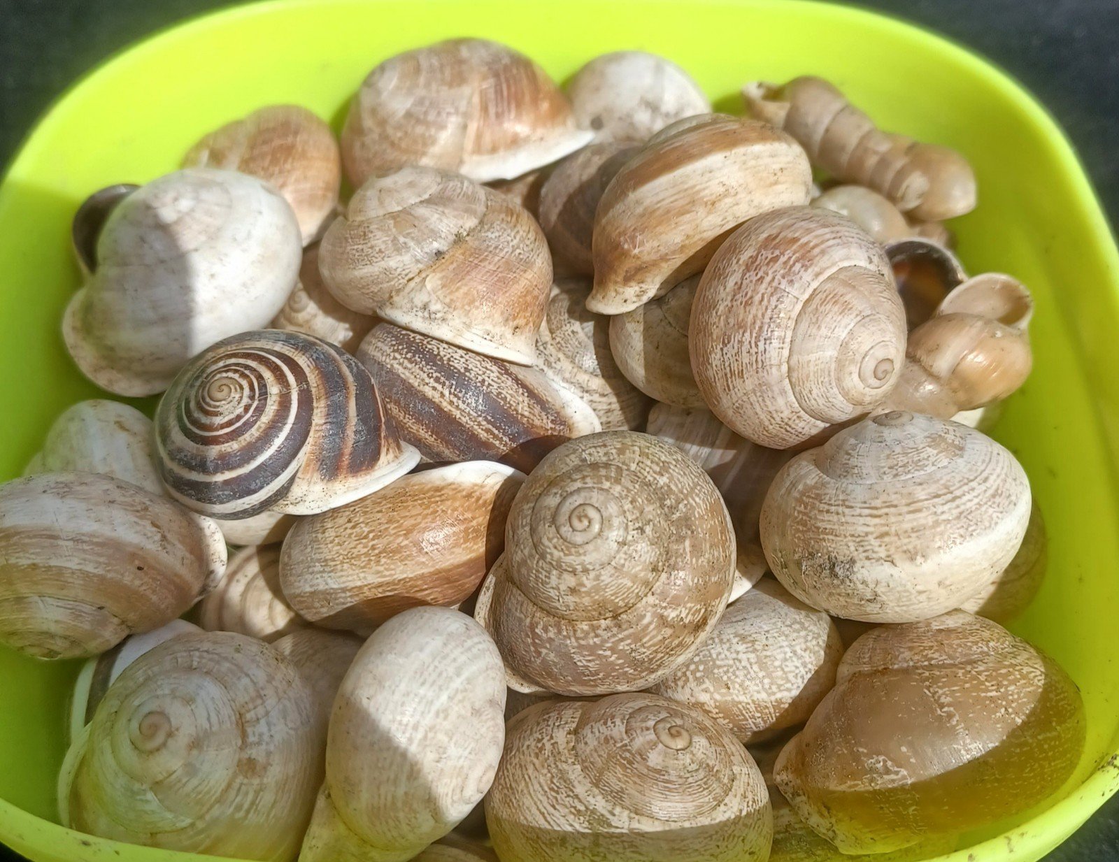 400 snail shells