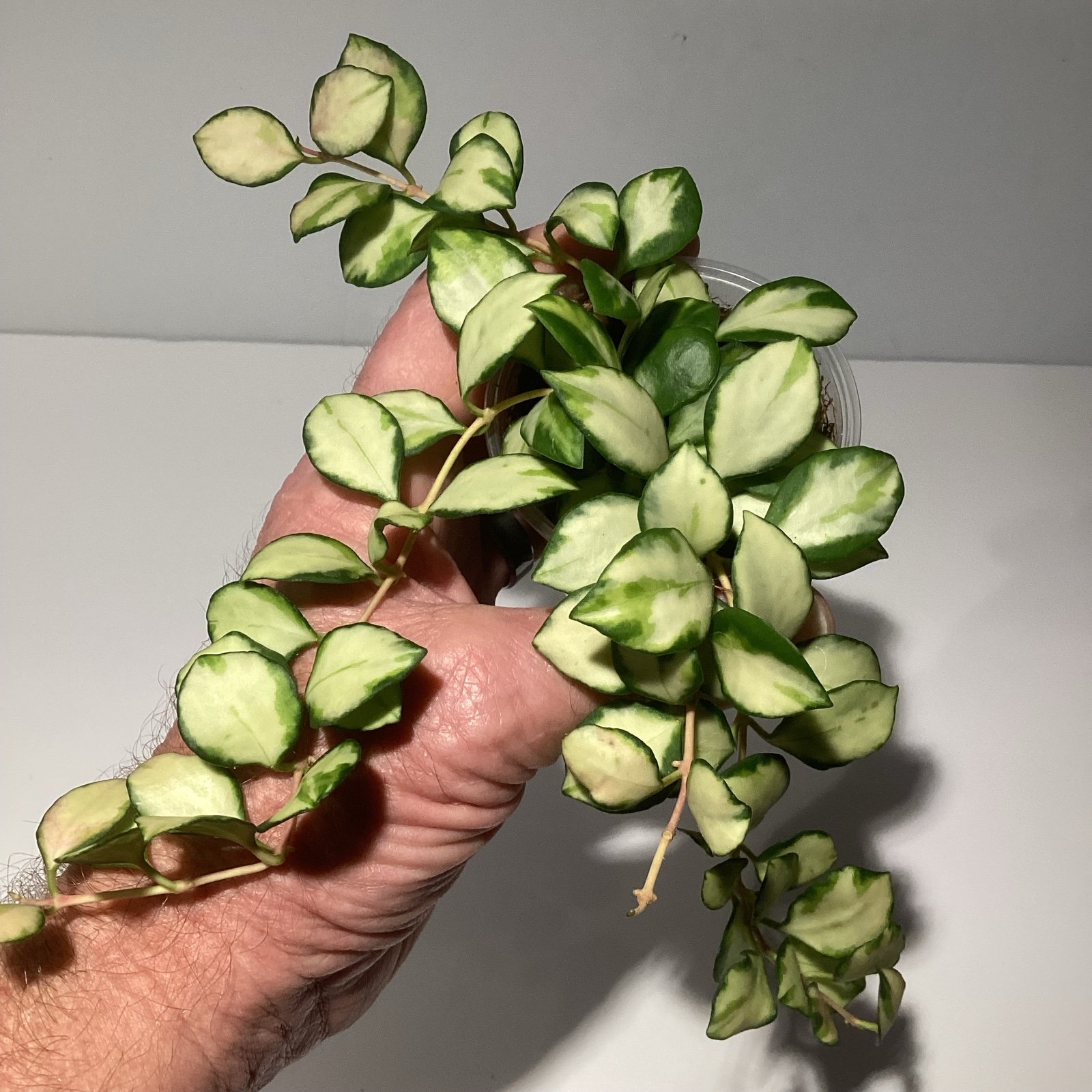 Hoya Heuschkeliana variegated (B)