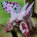 Melon moth soft sculpture, ooak, textile taxidermy, doll, plush, toy