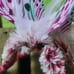 Melon moth soft sculpture, ooak, textile taxidermy, doll, plush, toy