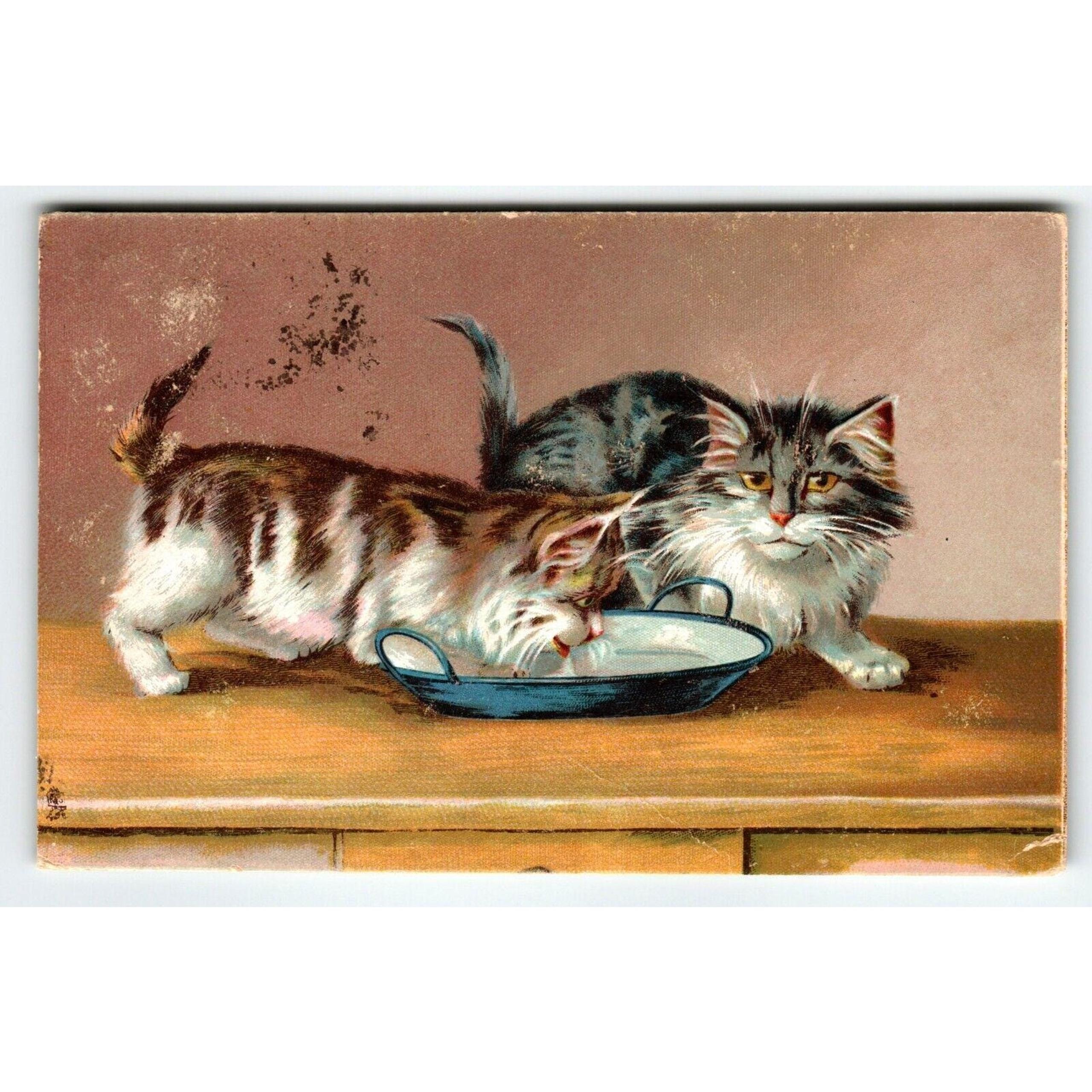 Humorus Cats Tuck Series 122 M. Boulanger Kittens Drink From Milk Saucer Saxony