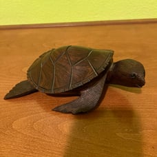 Turtle from Los Cabos 2015