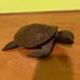 Turtle from Los Cabos 2015