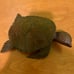 Turtle from Los Cabos 2015