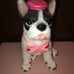 ❌ brand new ❌ valentine frenchie dog