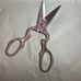 All clad Scissors