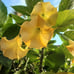 Angel trumpet yellow