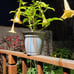 Angel trumpet yellow