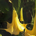 Angel trumpet yellow
