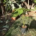 Angel trumpet yellow