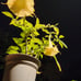 Angel trumpet yellow