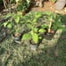 Angel trumpet yellow