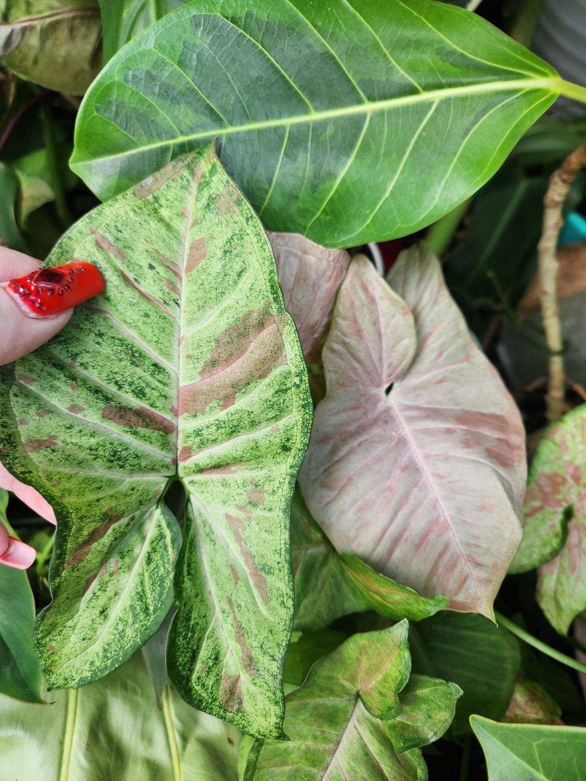 Pink Spot and Tricolor Confetti Syngonium cuttings