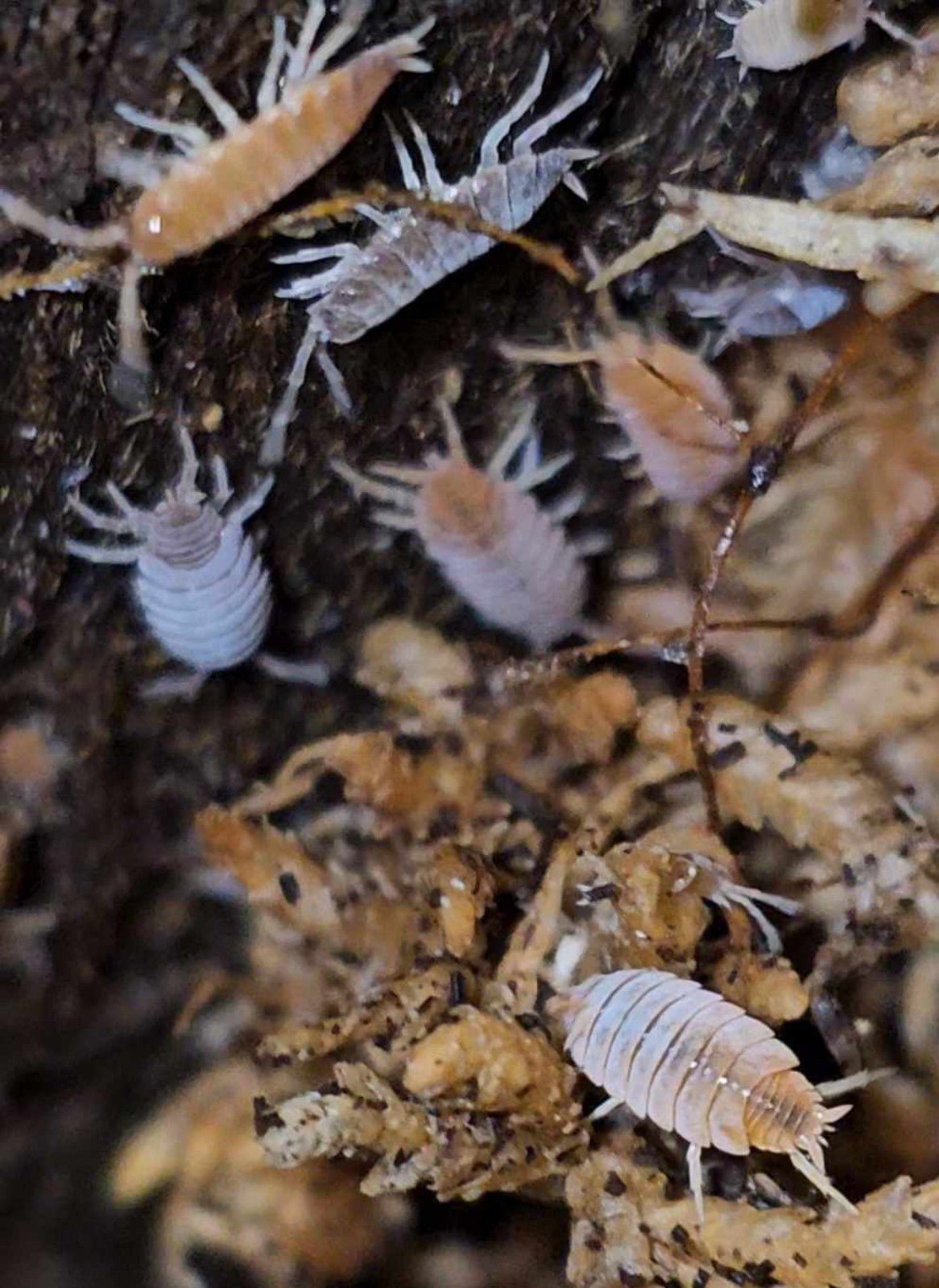 100+ mixed powder blue & orange Isopods. Fun crustaceans!Terrarium, bioactive