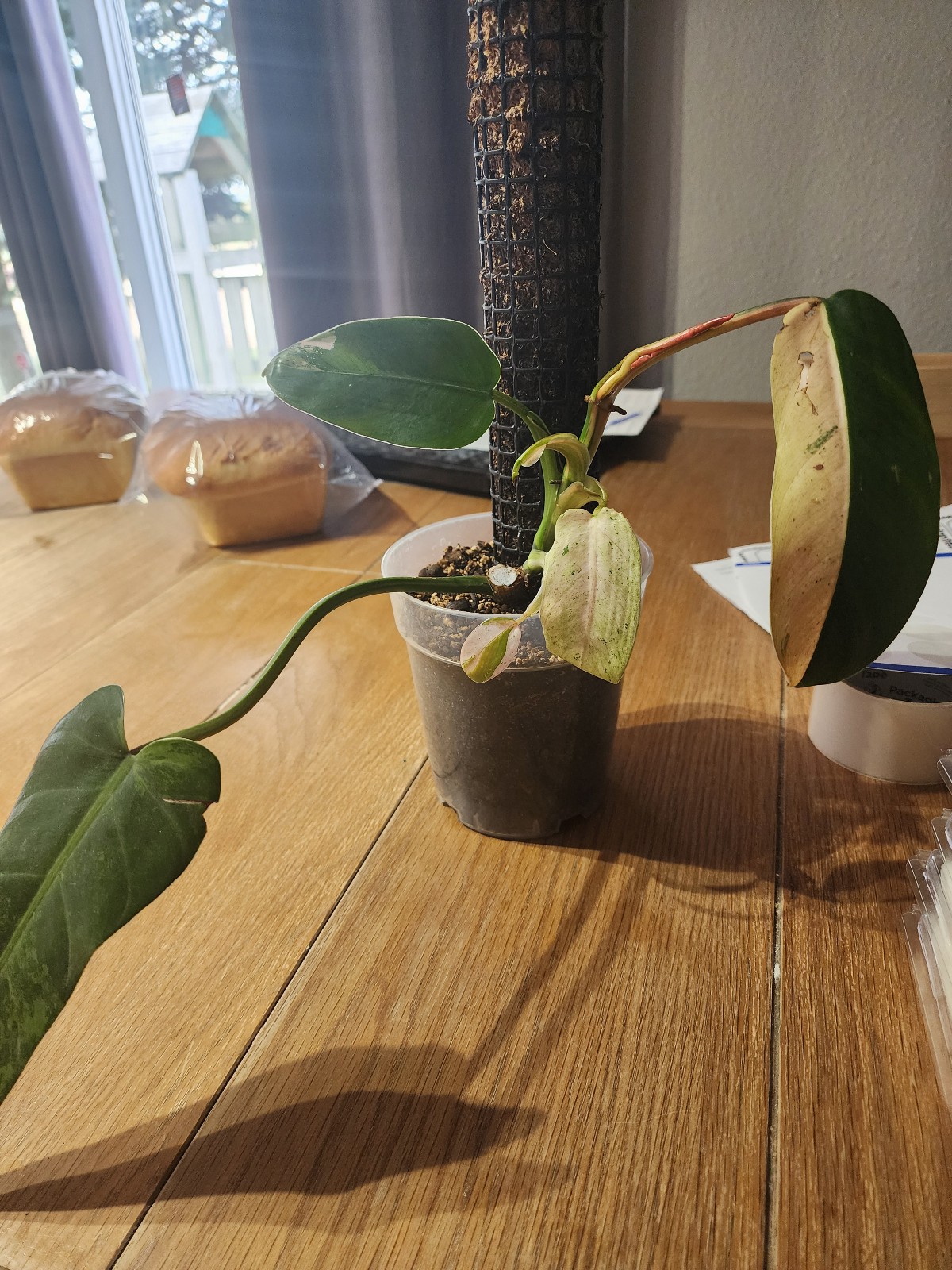 Philodendron Whipple Way Bottom Cut
