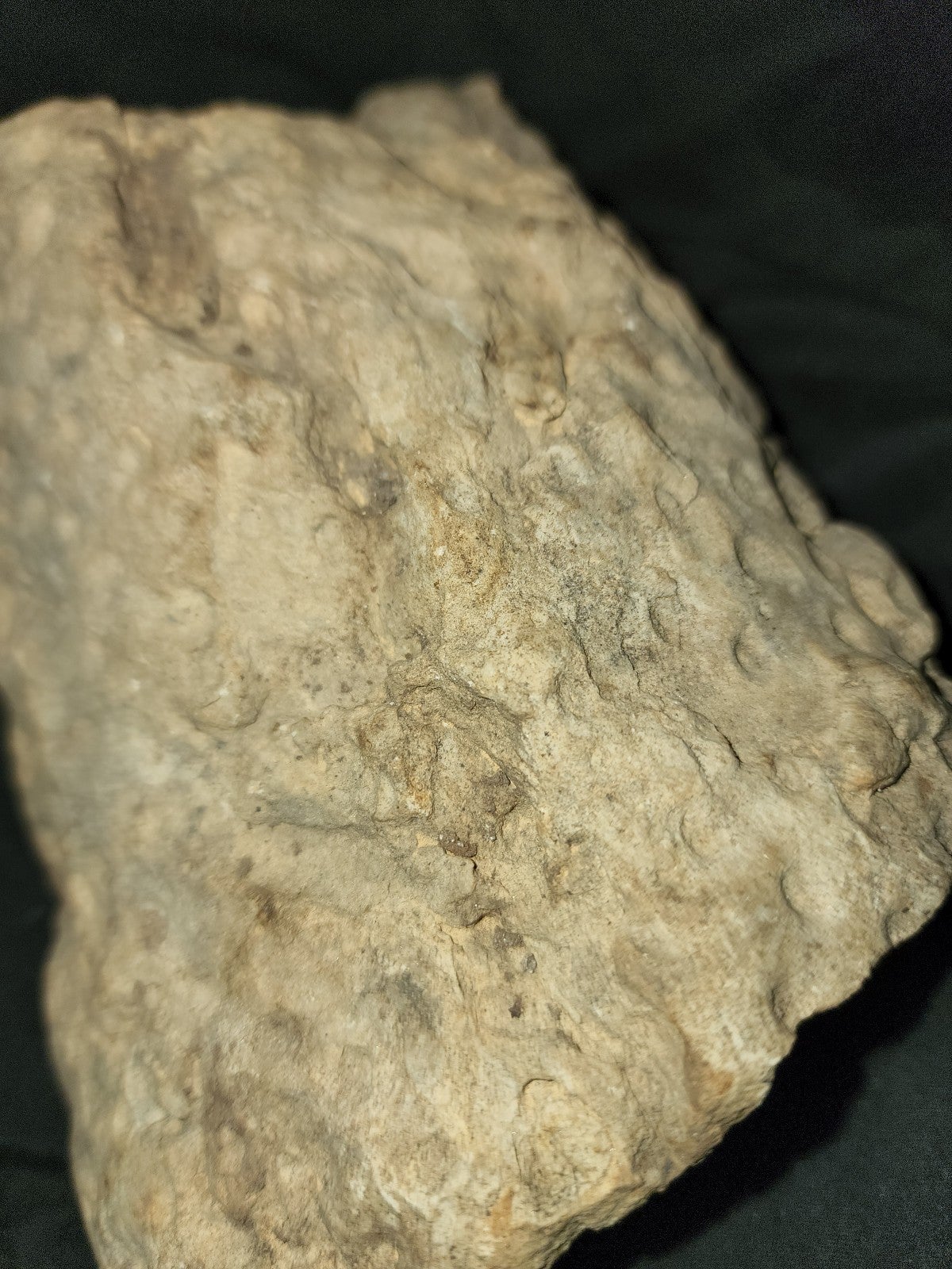 | Stigmaria Fossilized Root | Extict Scaly Bark Tree Petrefied Wood Sigillaria