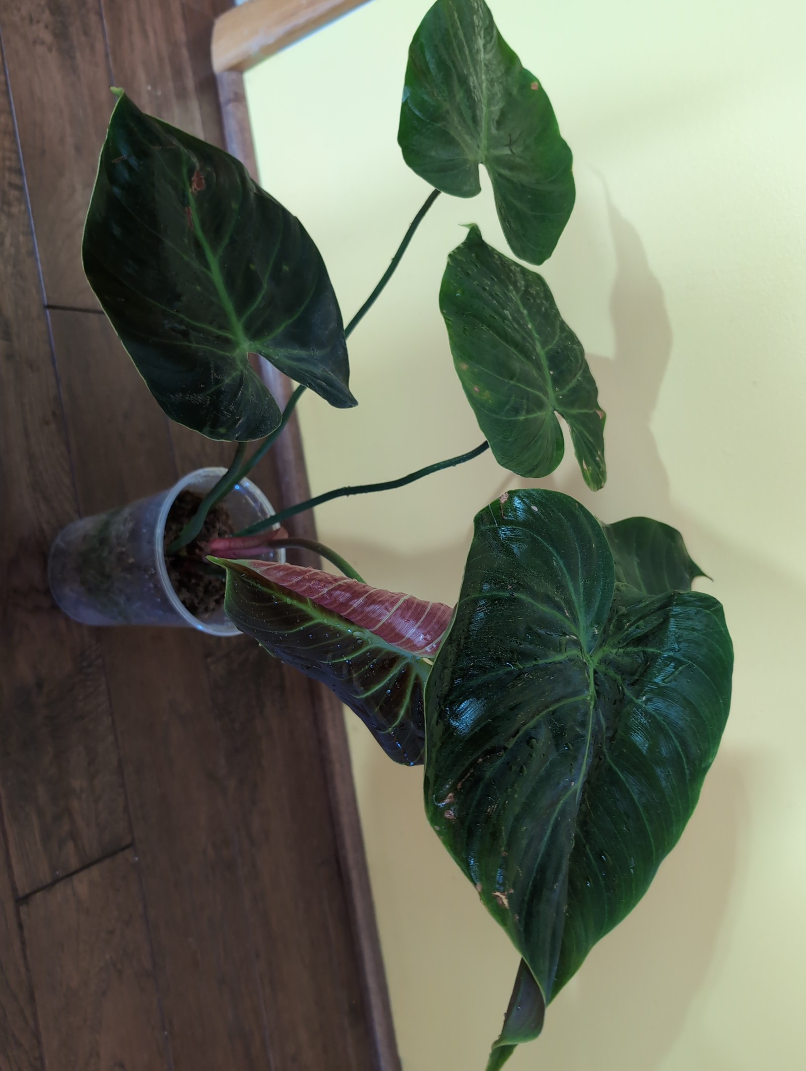 Philodendron El Choco Red