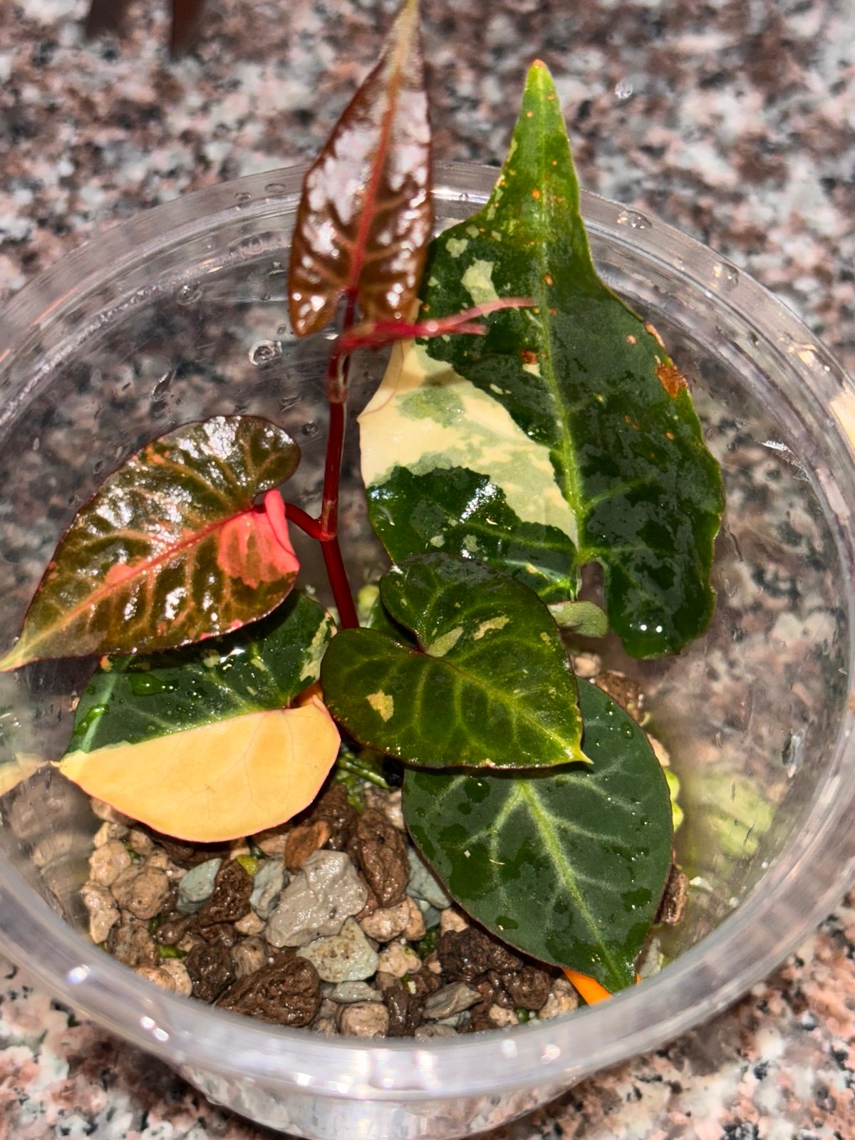 Fallopia Multiflora variegated/shipping included in price