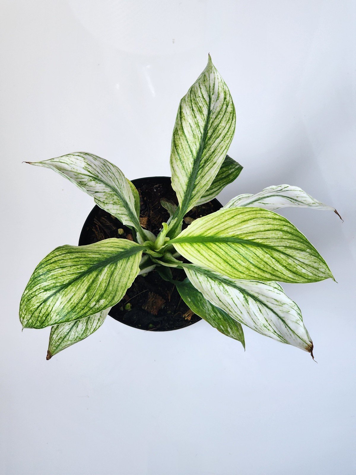 Spathiphyllum Ghost Mint variegated rare plant