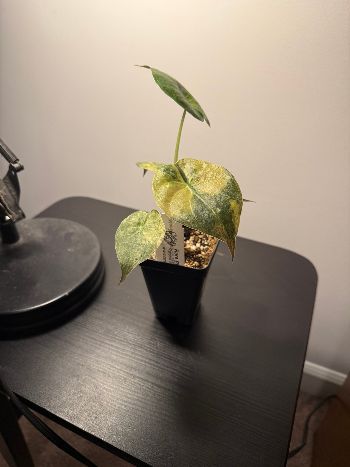 Alocasia Wentii Variegated